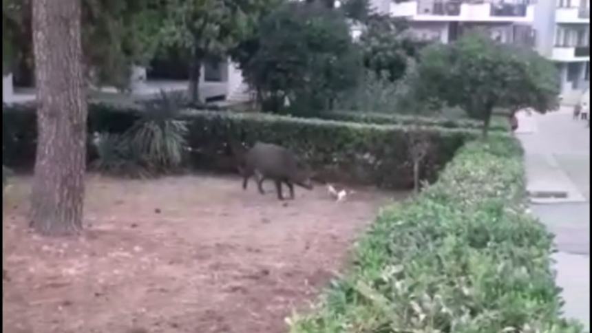 Vasto Cinghiale Gioca Con Un Gatto In Via Alcide De Gasperi