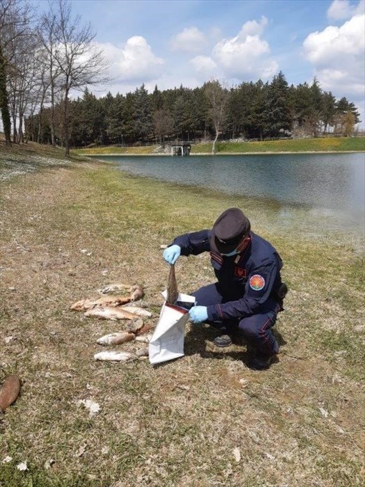 Lago Carbone, moria di pesci anomala: intervengono i Carabinieri Forestali