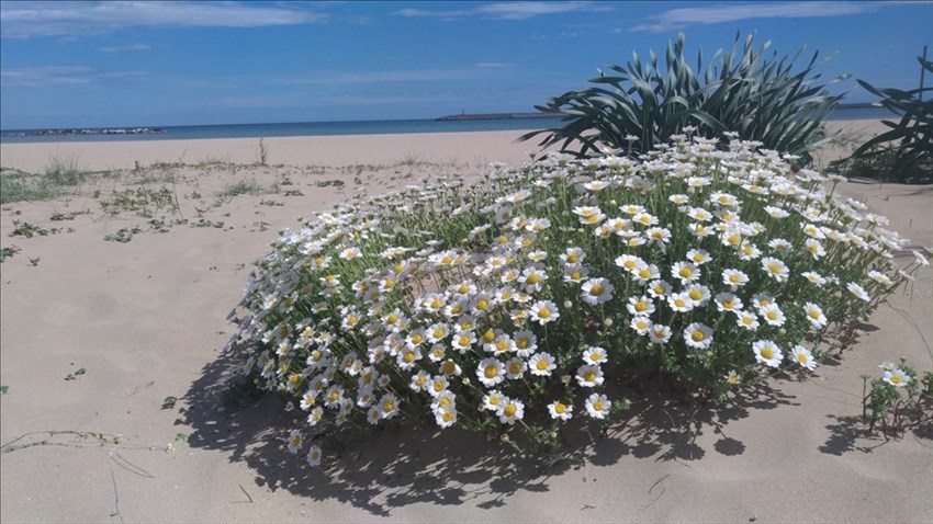 La Camomilla delle spiagge e la Soldanella di mare hanno ricolonizzato la spiaggia di Pescara