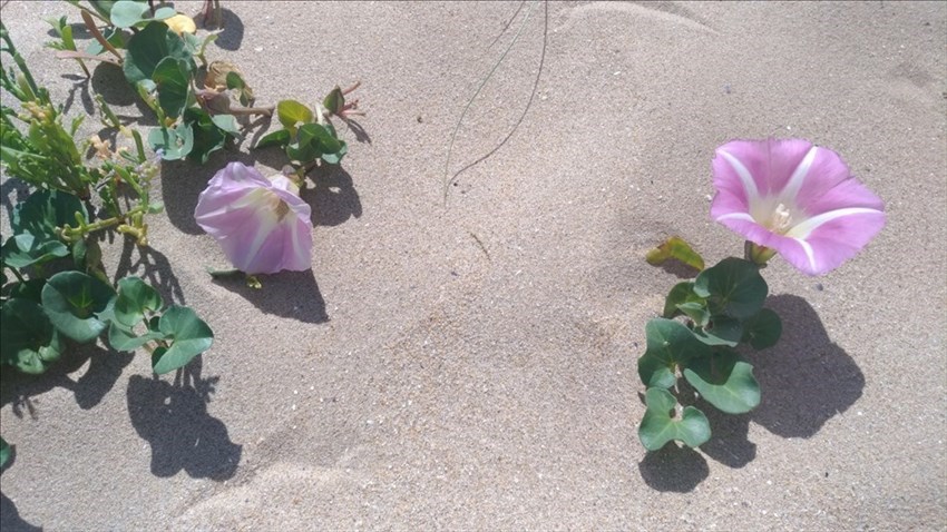 La Camomilla delle spiagge e la Soldanella di mare hanno ricolonizzato la spiaggia di Pescara