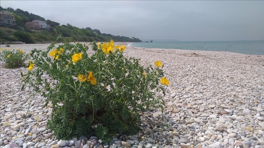 Amara sorpresa sulla spiaggia a Torino di Sangro: estirpati i rari e bellissimi papaveri