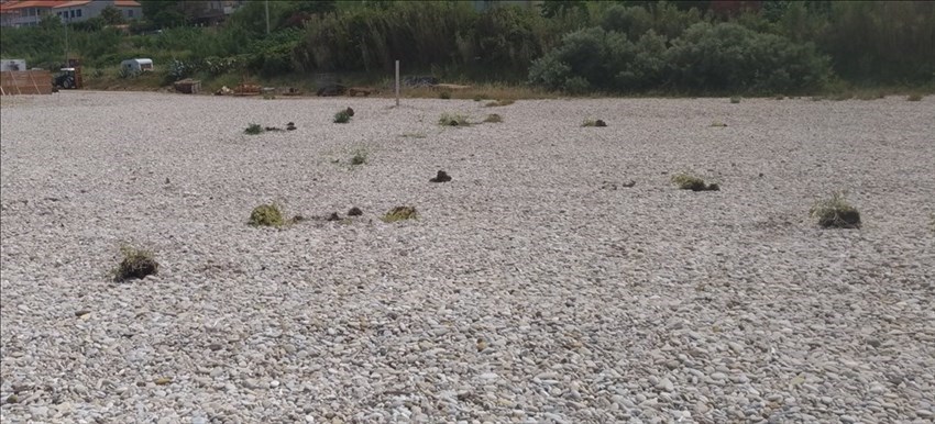 Amara sorpresa sulla spiaggia a Torino di Sangro: estirpati i rari e bellissimi papaveri