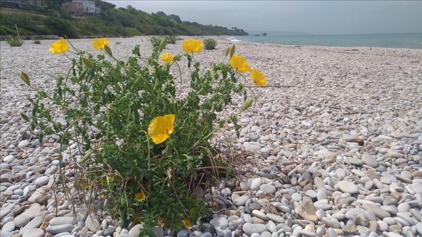 Amara sorpresa sulla spiaggia a Torino di Sangro: estirpati i rari e bellissimi papaveri