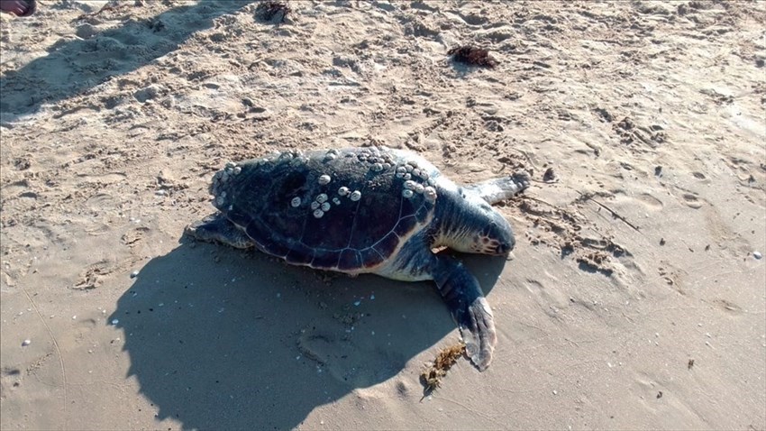 Tartaruga Caretta Caretta ritrovata morta sulla spiaggia di Vasto Marina