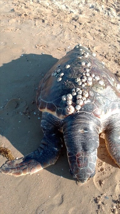 Tartaruga Caretta Caretta ritrovata morta sulla spiaggia di Vasto Marina