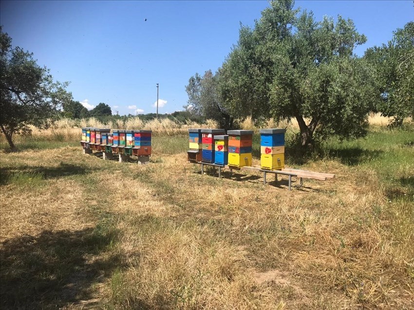 Laboratorio di apicoltura a San Martino in Pensilis