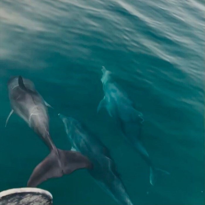 Scortati da 5 delfini alla fine di una gita in barca: "La gioia dei bambini"
