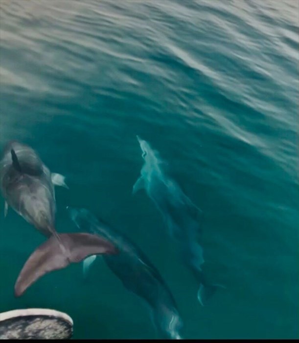Scortati da 5 delfini alla fine di una gita in barca: "La gioia dei bambini"