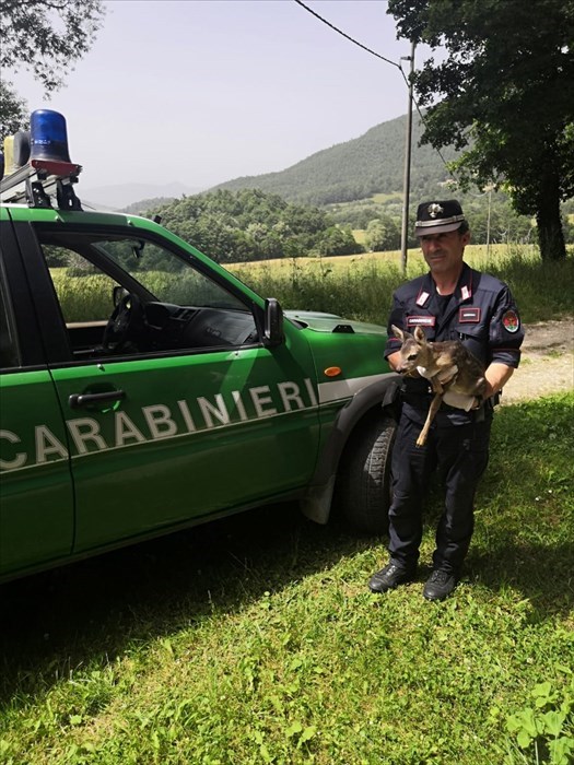 Fauna selvatica in difficoltà salvata dai Carabinieri Forestali
