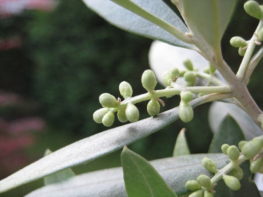 Eliminare la mosca dell’olivo in modo biologico