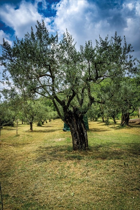 Eliminare la mosca dell’olivo in modo biologico