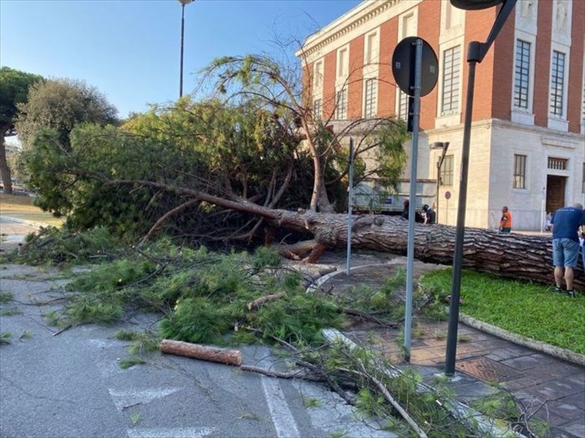 Pescara, albero crolla in strada davanti al Municipio