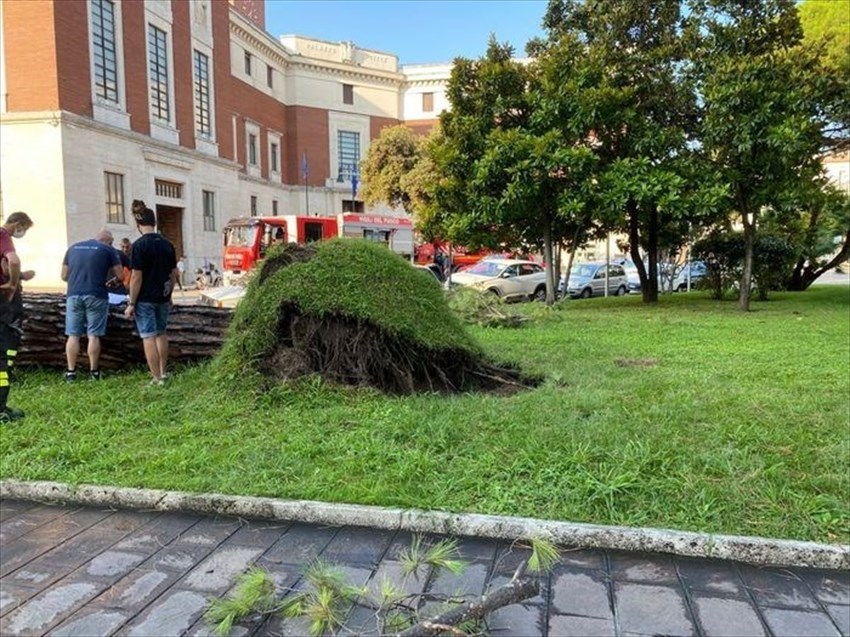 Pescara, albero crolla in strada davanti al Municipio