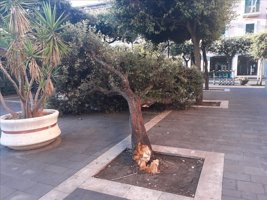 Cede albero in piazza Monumento