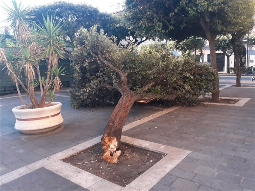 Cede albero in piazza Monumento