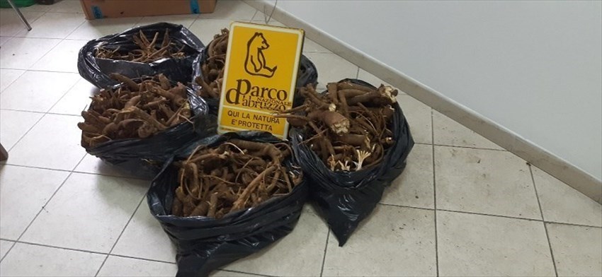 Sequestrati 50 kg di Genziana raccolta illegalmente nel Parco Nazionale d'Abruzzo