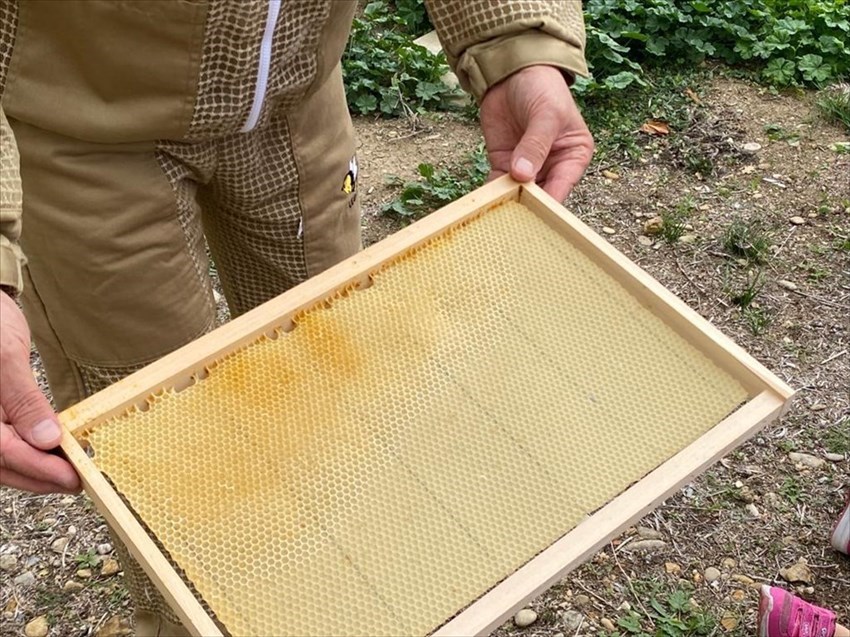 I bimbi della Scuola dell’Infanzia “G. Spataro” scoprono l’apicoltura con il progetto Biodiversità