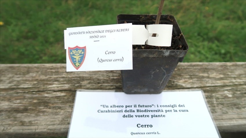 Un albero per il futuro: messe a dimora due piantine donate all’Omnicomprensivo di Montenero