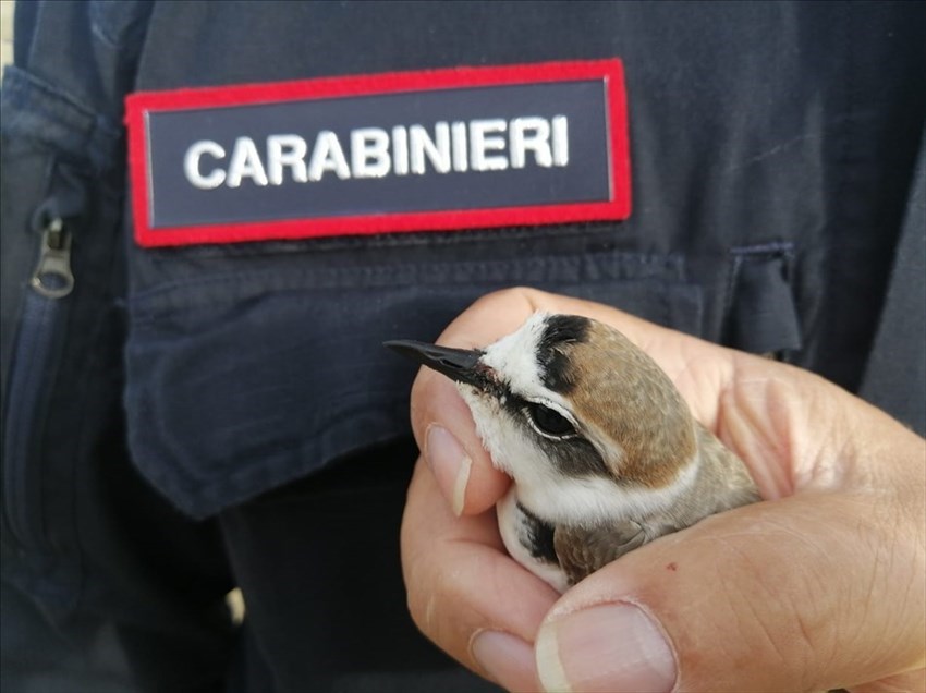 Il fratino salvato prima di essere rimesso in natura con i Carabinieri Forestali e Luigi Lucchese (presidente Ambiente Basso Molise)