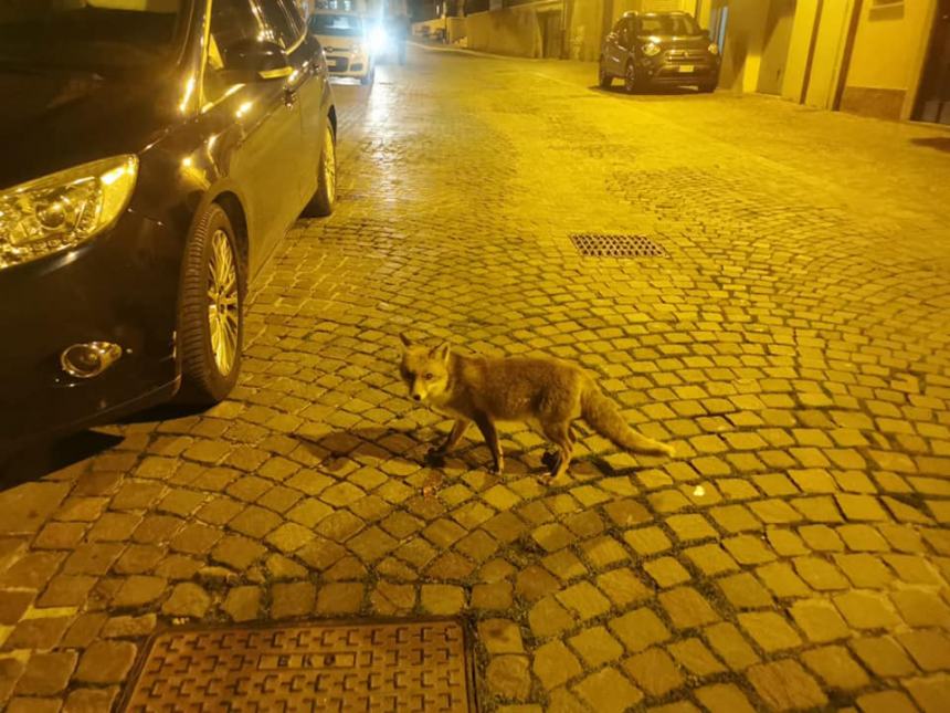 Una volpe rossa a spasso in Corso Trieste e Trento a Sant'Apollinare