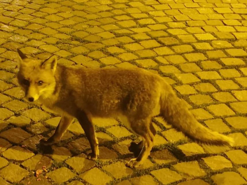 Una volpe rossa a spasso in Corso Trieste e Trento a Sant'Apollinare