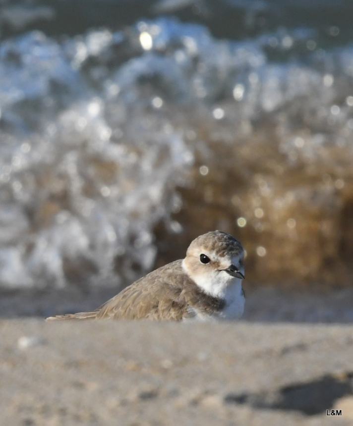 Clima, natura e biodiversità: lezioni di vita