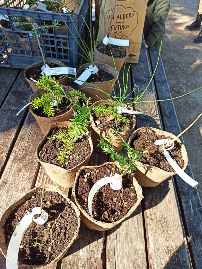 Carabinieri della Biodiversità donano l'Albero di Falcone alla Brigida