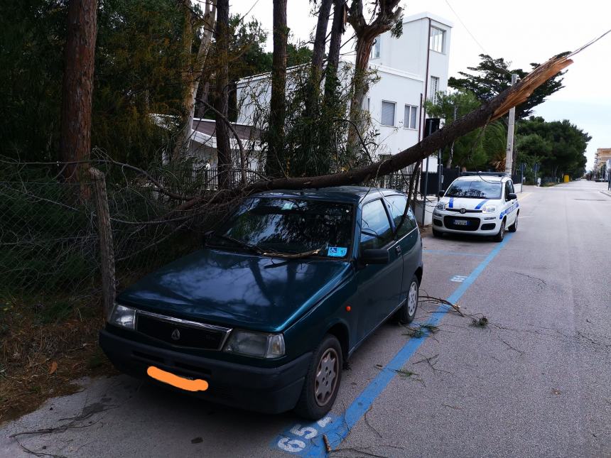 Forti raffiche di vento spazzano la costa, albero cade su auto in sosta al Lido