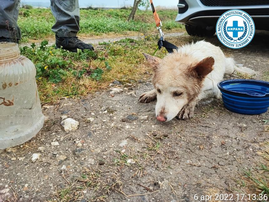 Salvato cane randagio, aveva barattolo di plastica in testa