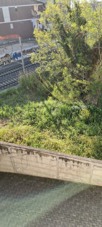 Da Porticone a via Asia, da via Pertini al parco: cinghiali in libera uscita