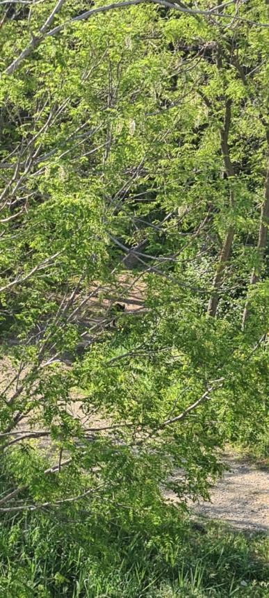 Da Porticone a via Asia, da via Pertini al parco: cinghiali in libera uscita