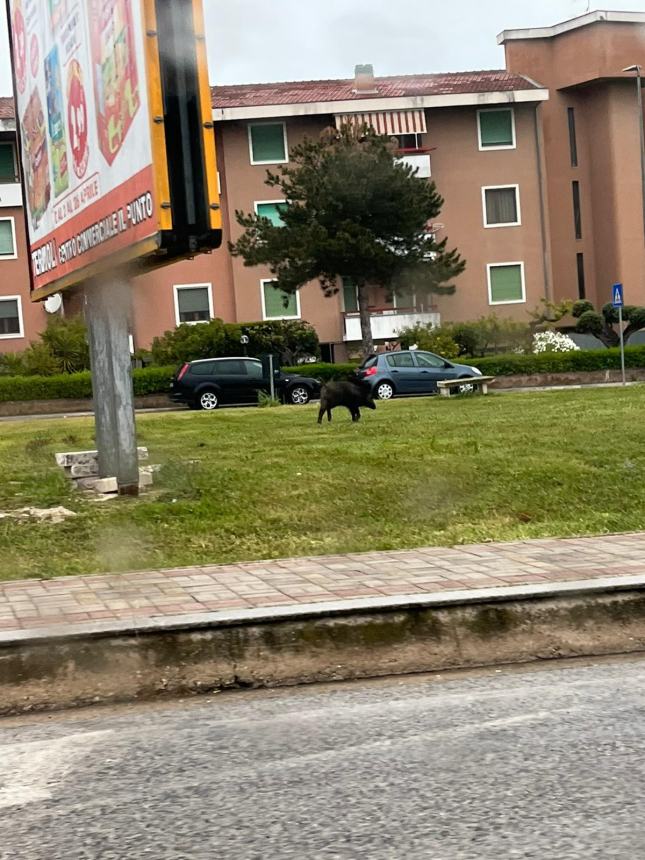 Da Porticone a via Asia, da via Pertini al parco: cinghiali in libera uscita