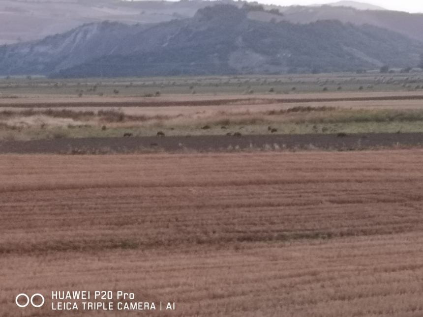 Agricoltura sotto scacco di cinghiali e crisi idrica