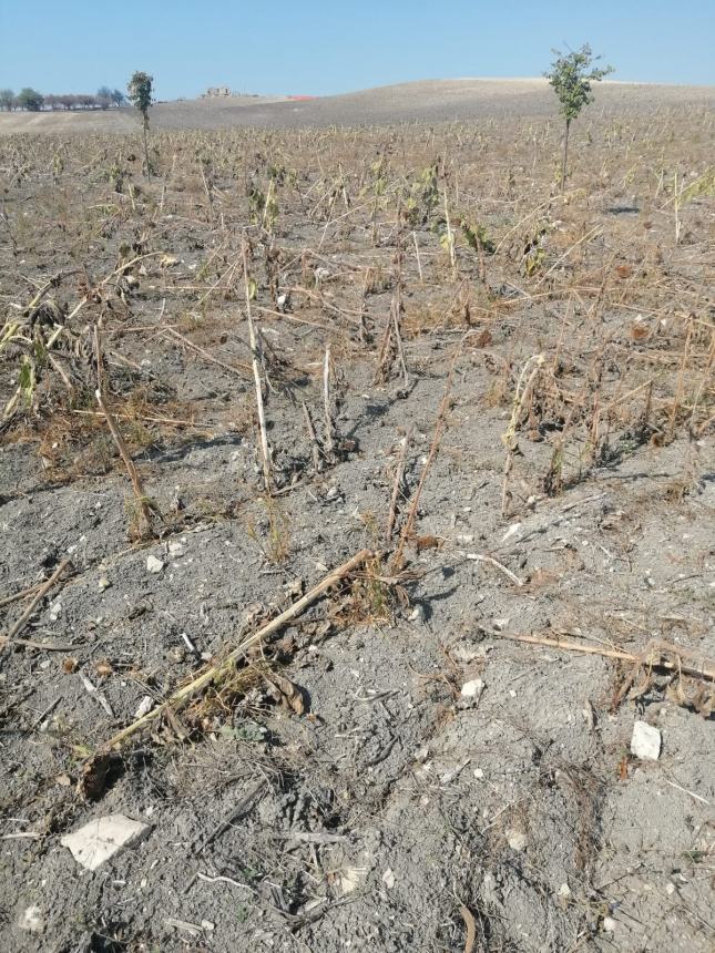 Agricoltura sotto scacco di cinghiali e crisi idrica