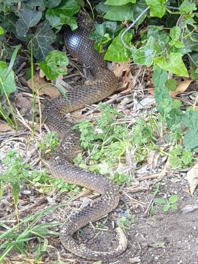 Il serpente Cervone