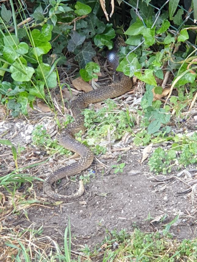 Il serpente Cervone