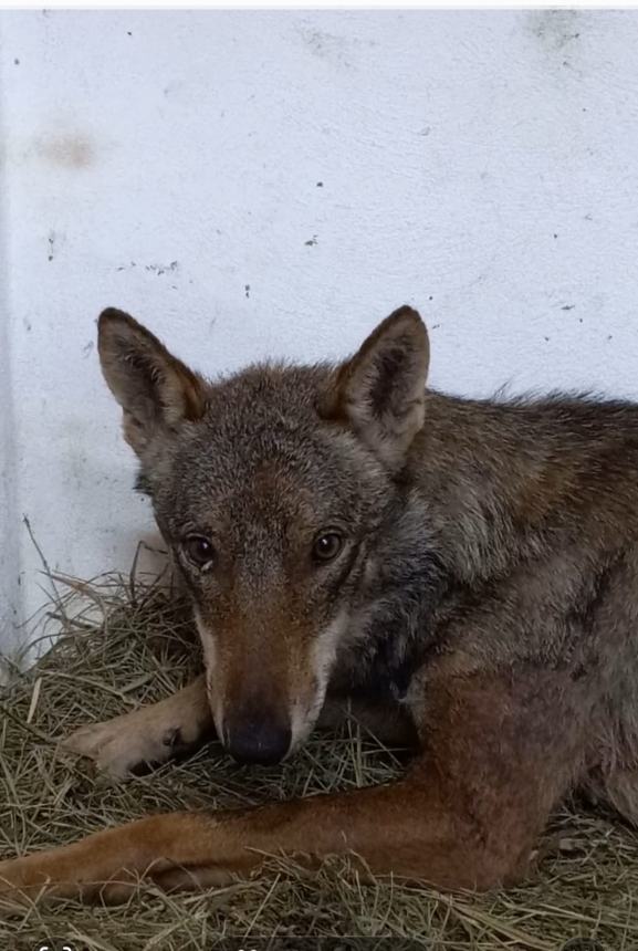 Il lupo ferito ritrovato a Montelongo