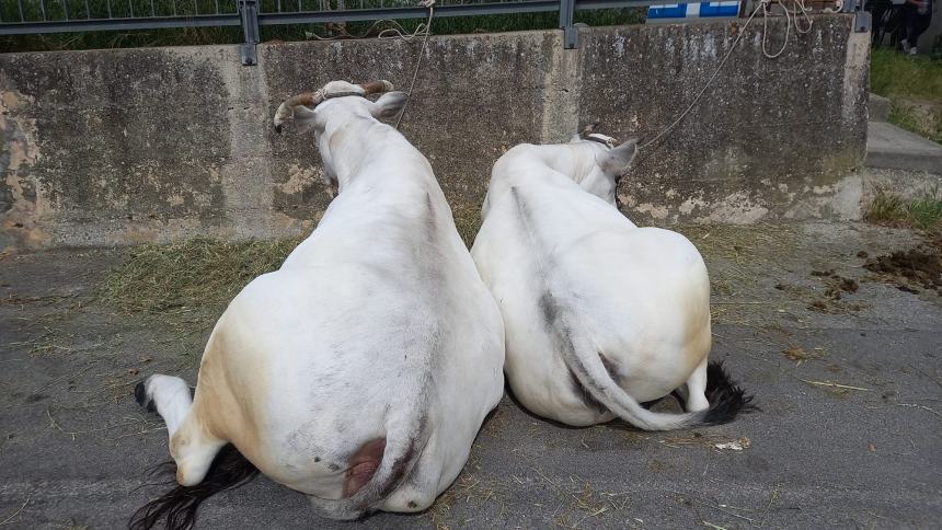 La festa di San Pardo 2022