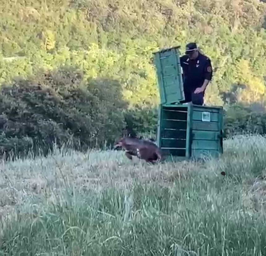 La liberazione del lupo