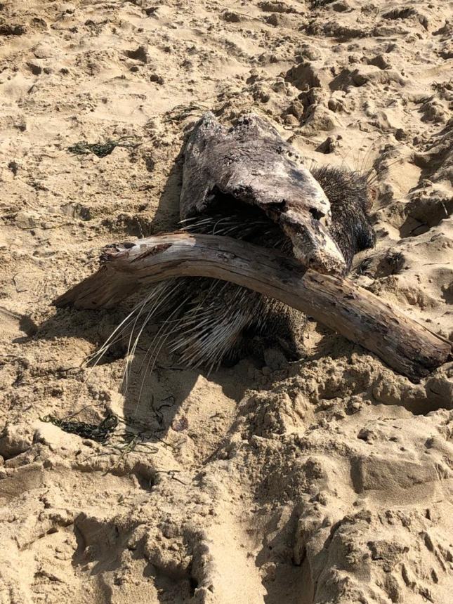 Carcassa di un istrice in spiaggia