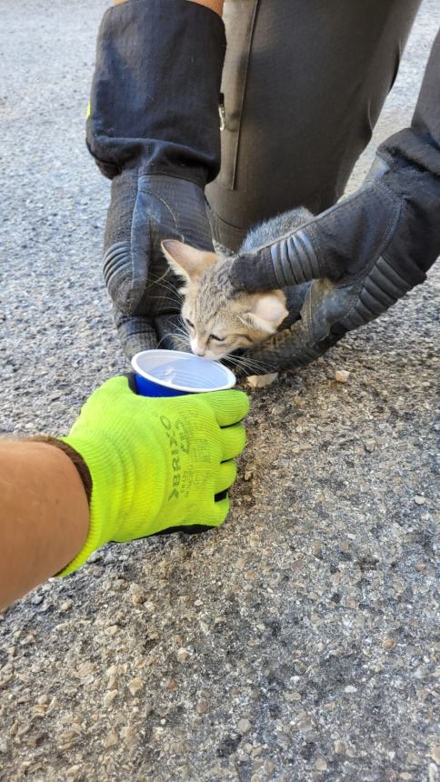Gattino rimane incastrato nei tubi del metano, salvato dai Vigili del fuoco