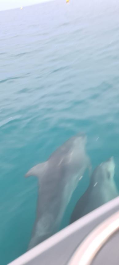 Banco di delfini al largo della costa termolese