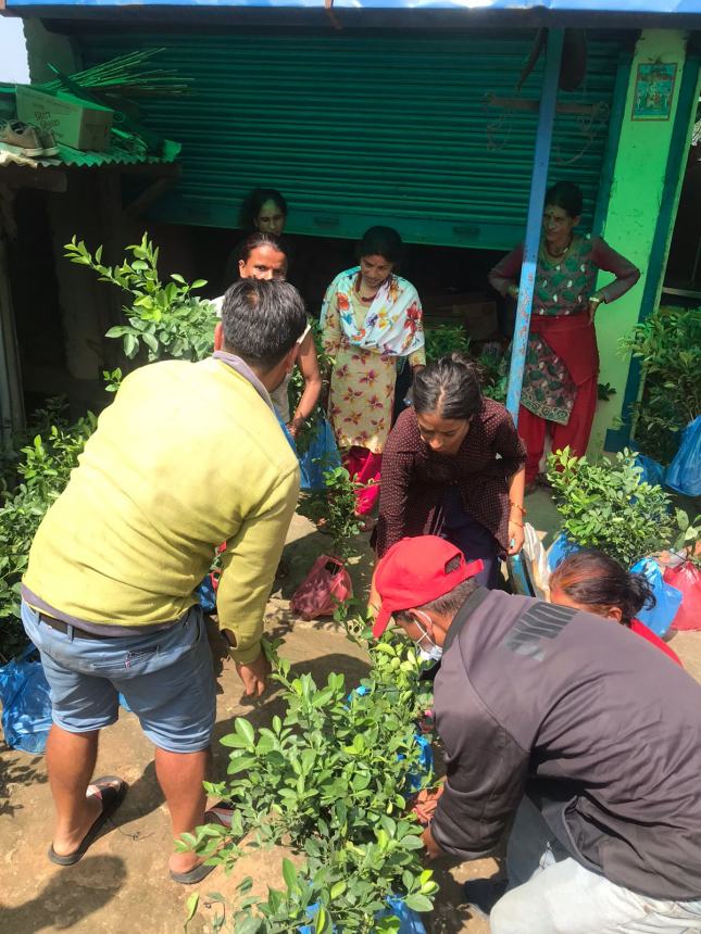 Donati 710 alberi di limone a decine di famiglie indigenti del villaggio di Jeevampur in Nepal