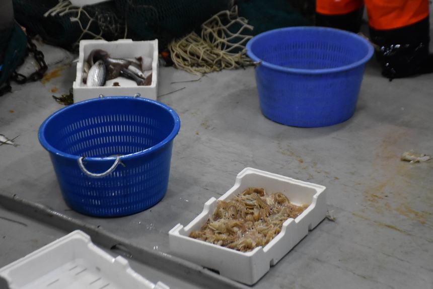 Triglie, mazzancolle, calamari e seppie: torna il pesce fresco 