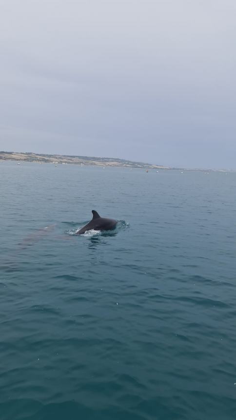 Banco di delfini al largo della costa termolese