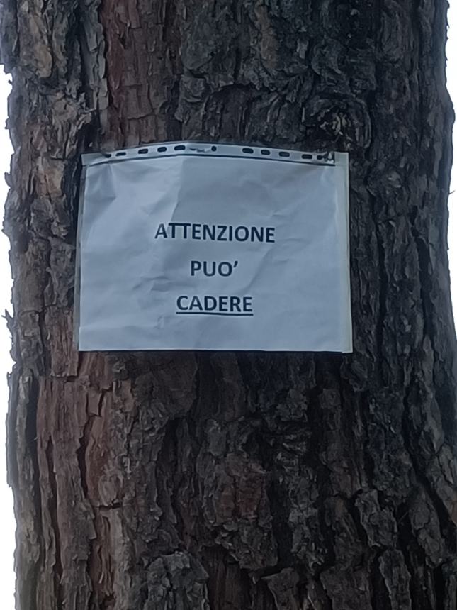 Unsafe tree in via San Marino, someone intervene