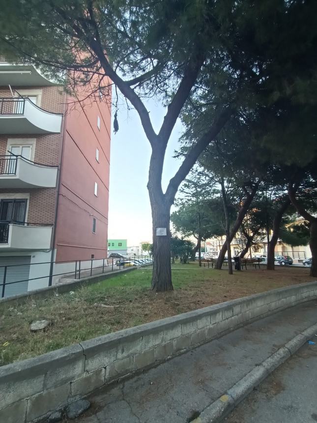Unsafe tree in via San Marino, someone intervene