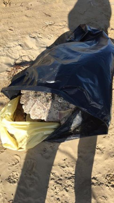Ancora una tartaruga morta sulla spiaggia di Vasto Marina