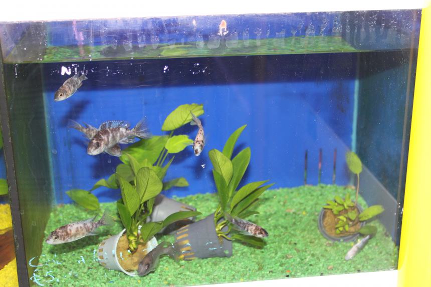 “Aquarium Hobby Zoo”, an ongoing passion for thirty-four years