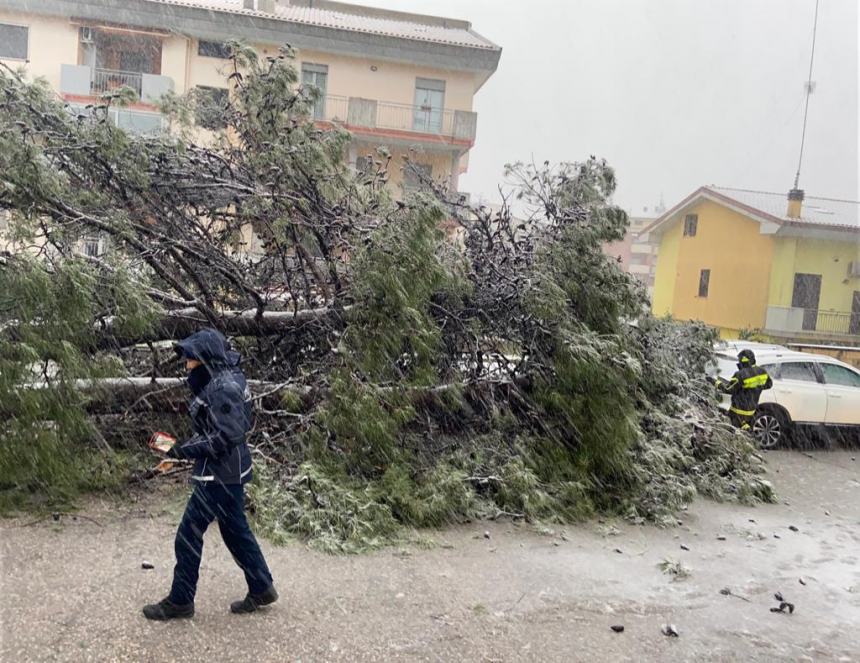 Albero Caduto a Sant'Onofrio